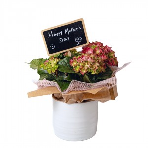 Αποστολη Λουλουδιων Αυθημερον - Γιορτή της Μητέρας - Ορτανσία σε κεραμικό κασπώ