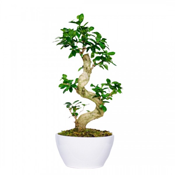 Corporate Gifts - Bonsai tree in ceramic pot -Bonsai tree in ceramic pot
