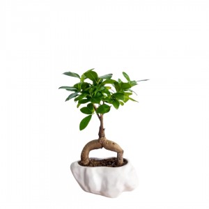 Corporate Gifts - Bonsai tree in ceramic pot -Bonsai tree in ceramic pot