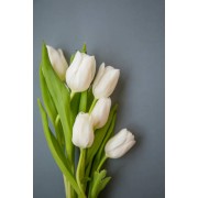 Tulips bouquet 25