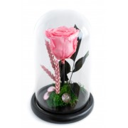 FOREVER ROSE PINK (M) Newborn Gifts