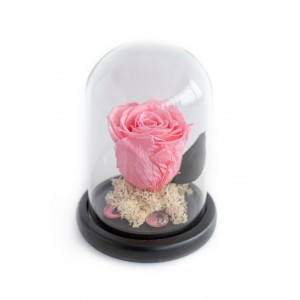 FOREVER ROSE PINK (S)  Newborn Gifts