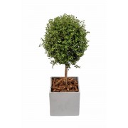 εταιρικά δώρα - Mini tree in ceramic pot E-SHOP