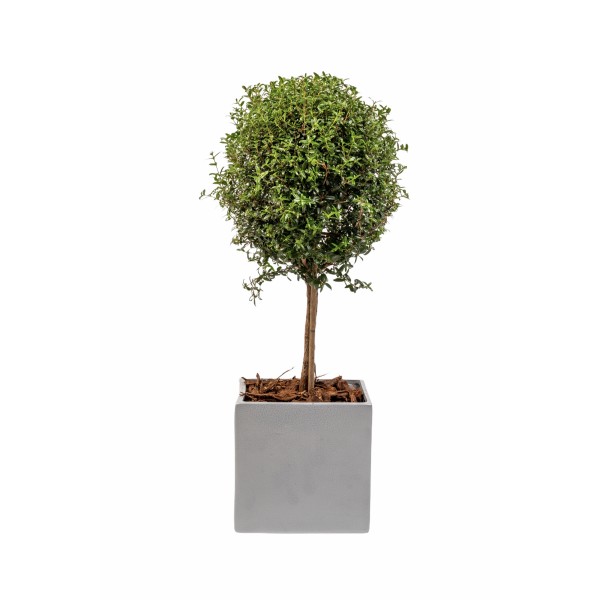 εταιρικά δώρα - Mini tree in ceramic pot E-SHOP
