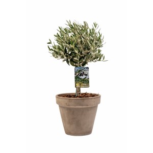 εταιρικά δώρα - Olive tree in ceramic pot Εταιρικά Δώρα