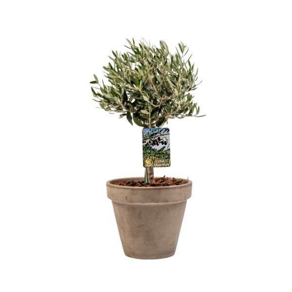 Olive tree in ceramic pot Εταιρικά Δώρα