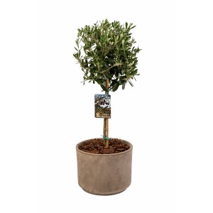 εταιρικά δώρα - Olive tree in ceramic pot big Εταιρικά Δώρα