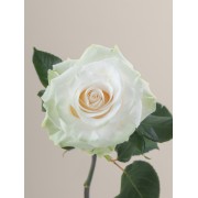 Mondial Rose - Αποστολη Λουλουδιων Αυθημερον - Φρ΄έσκα λουλούδια για κάθε μέρα