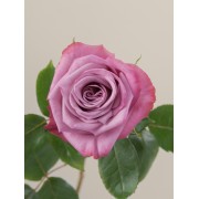  Μoody Βlues Rose, Home Bloom Collention, Everyday Flowers, Same Day Delivery