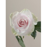 Pink Mondial Rose - Αποστολη Λουλουδιων Αυθημερον - Φρ΄έσκα λουλούδια για κάθε μέρα