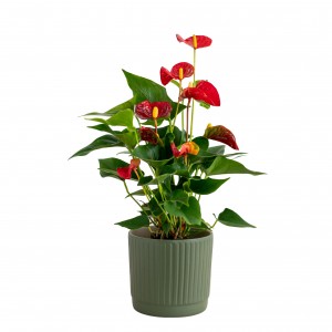 Φυτα Εσωτερικου Χωρου - Αποστολη Λουλουδιων Αυθημερον - Ανθούριο κόκκινο σε κεραμικό κασπώ 