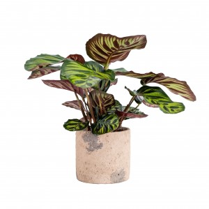 Indoor plants - Calathea in ceramic pot (S)