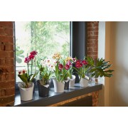 Lechuza Orchidea - Slate matt Flowerpots