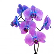Φυτα Εσωτερικου Χωρου - Λουλουδια σε Μαιευτηριο - Αποστολη Λουλουδιων Αυθημερον - Εταιρικα Δωρα - εταιρικά δώρα - Ορχιδέα σε κεραμικό κασπώ - Ιδιαίτερα χρώματα 