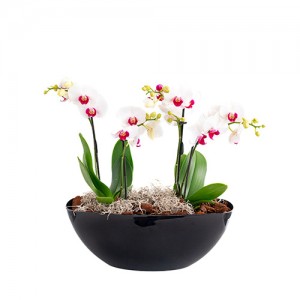 Petite orchids in pot - White 
