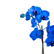 Φυτα Εσωτερικου Χωρου - Λουλουδια σε Μαιευτηριο - Αποστολη Λουλουδιων Αυθημερον - Εταιρικα Δωρα - εταιρικά δώρα - Ορχιδέα σε κεραμικό κασπώ - Ιδιαίτερα χρώματα 