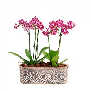 Petite orchids in ceramic pot - Fuchsia 