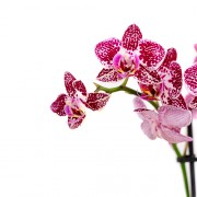 Συνθεσεις Φυτων - Φυτα Εσωτερικου Χωρου - Λουλουδια σε Μαιευτηριο - Αποστολη Λουλουδιων Αυθημερον - Εταιρικα Δωρα - Μικρές ορχιδέες σε κεραμικό κασπώ - Φούξια 