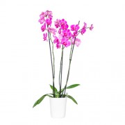 εταιρικά δώρα - Orchid in ceramic pot - Pink  