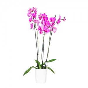 εταιρικά δώρα - Orchid in ceramic pot - Pink  