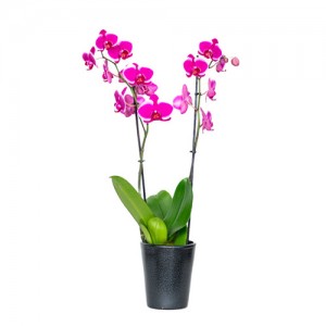 Orchid in ceramic pot - Fuchsia  