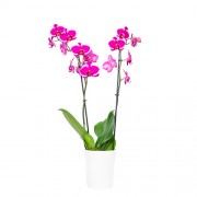 Φυτα Εσωτερικου Χωρου - Λουλουδια σε Μαιευτηριο - Αποστολη Λουλουδιων Αυθημερον - Εταιρικα Δωρα - εταιρικά δώρα - Ορχιδέα σε κεραμικό κασπώ - Φούξια  