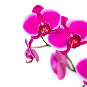 εταιρικά δώρα - Orchid in ceramic pot - Fuchsia  