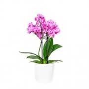 Φυτα Εσωτερικου Χωρου - Λουλουδια σε Μαιευτηριο - Αποστολη Λουλουδιων Αυθημερον - Μικρή ορχιδέα σε κεραμικό κασπώ - Ροζ 