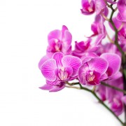 Φυτα Εσωτερικου Χωρου - Λουλουδια σε Μαιευτηριο - Αποστολη Λουλουδιων Αυθημερον - Μικρή ορχιδέα σε κεραμικό κασπώ - Ροζ 