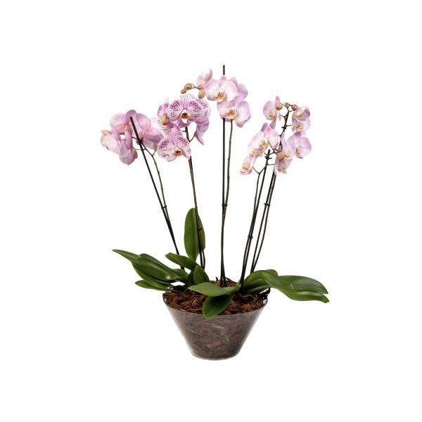 Συνθεσεις Φυτων - Φυτα Εσωτερικου Χωρου - Λουλουδια σε Μαιευτηριο - Αποστολη Λουλουδιων Αυθημερον - Εταιρικα Δωρα - εταιρικά δώρα - Ορχιδέες σε γυάλινο κασπώ 