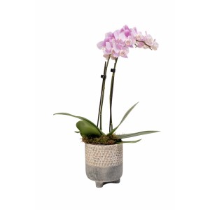 Orchid in ceramic pot (m) Γενέθλια
