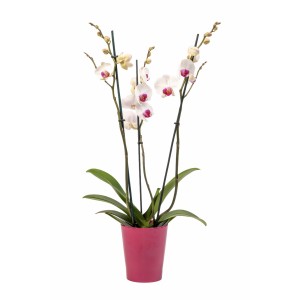 Orchid in ceramic pot Γενέθλια