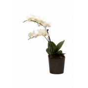 Φυτα Εσωτερικου Χωρου - Λουλουδια σε Μαιευτηριο - Αποστολη Λουλουδιων Αυθημερον - Μικρή ορχιδέα σε κεραμικό κασπώ - Λευκή 