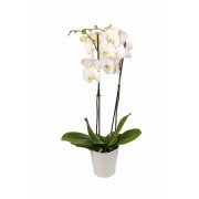 Φυτα Εσωτερικου Χωρου - Λουλουδια σε Μαιευτηριο - Αποστολη Λουλουδιων Αυθημερον - Εταιρικα Δωρα - Ορχιδέα σε κεραμικό κασπώ - Λευκή 
