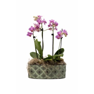 Petite orchids in ceramic pot - Pink 