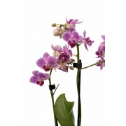 Συνθεσεις Φυτων - Φυτα Εσωτερικου Χωρου - Λουλουδια σε Μαιευτηριο - Αποστολη Λουλουδιων Αυθημερον - Εταιρικα Δωρα - Μικρές ορχιδέες σε κεραμικό κασπώ - Ροζ 