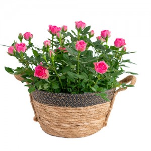 Mini roses in natural deco basket