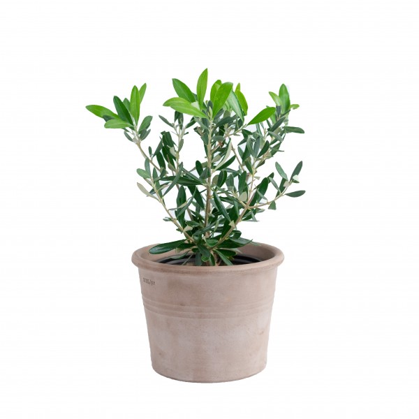 Αποστολη Λουλουδιων Αυθημερον - Olive tree in ceramic pot Εταιρικά Δώρα