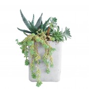 Succulent plants in a ceramic pot