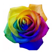 Roses - Same Day Flower Delivery - ROSES CUBE 9 - Blue/Rainbow